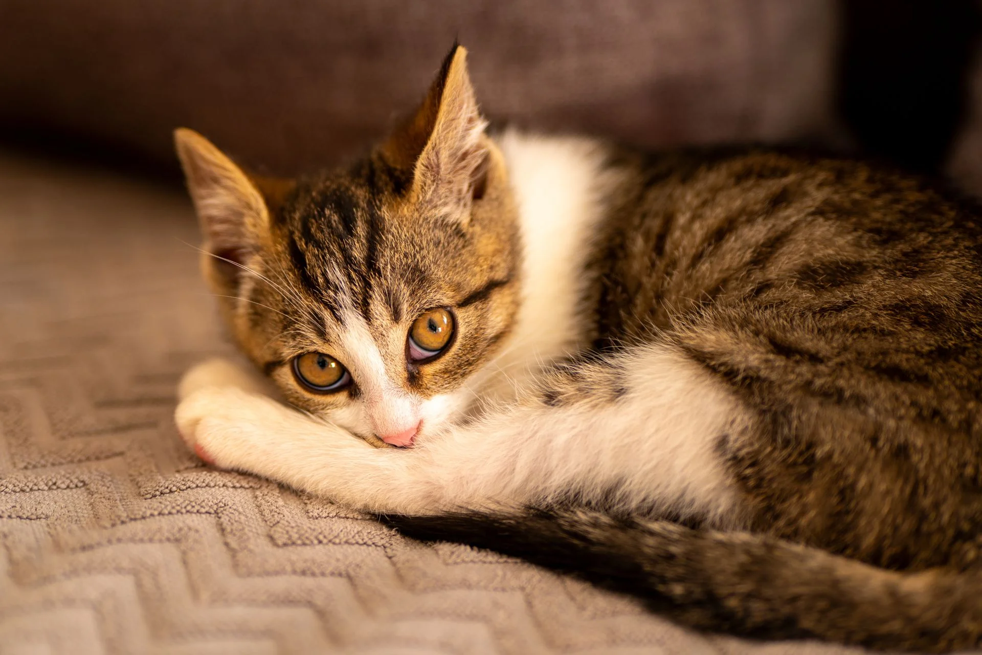 虎斑小猫