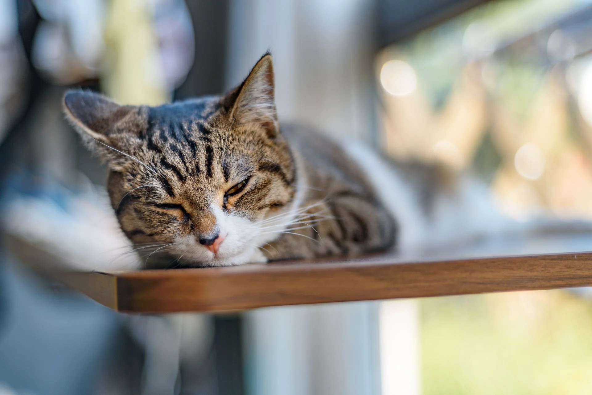 Gato durmiendo por la tarde