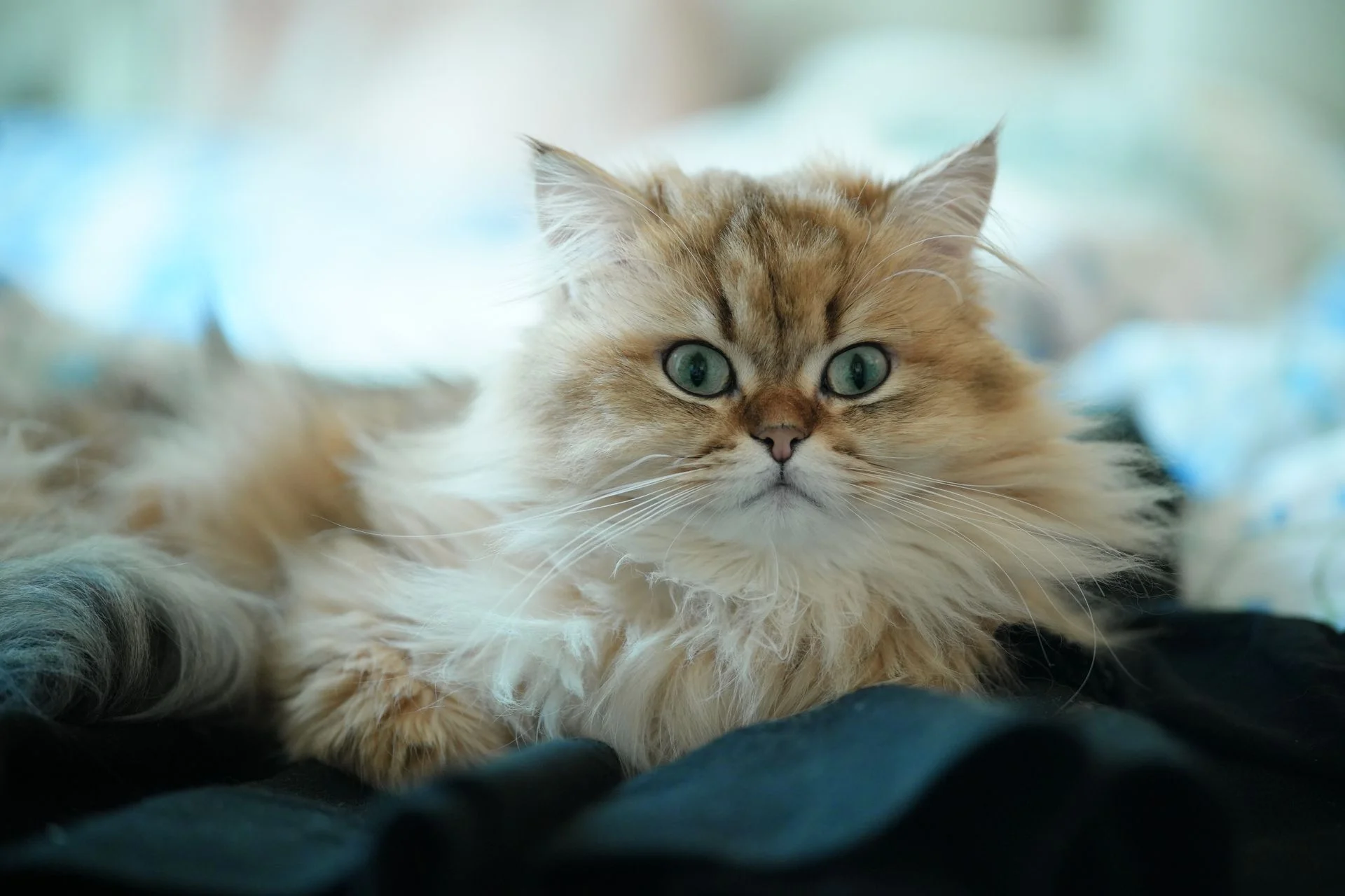 Gato con ojos verdes y pelo largo