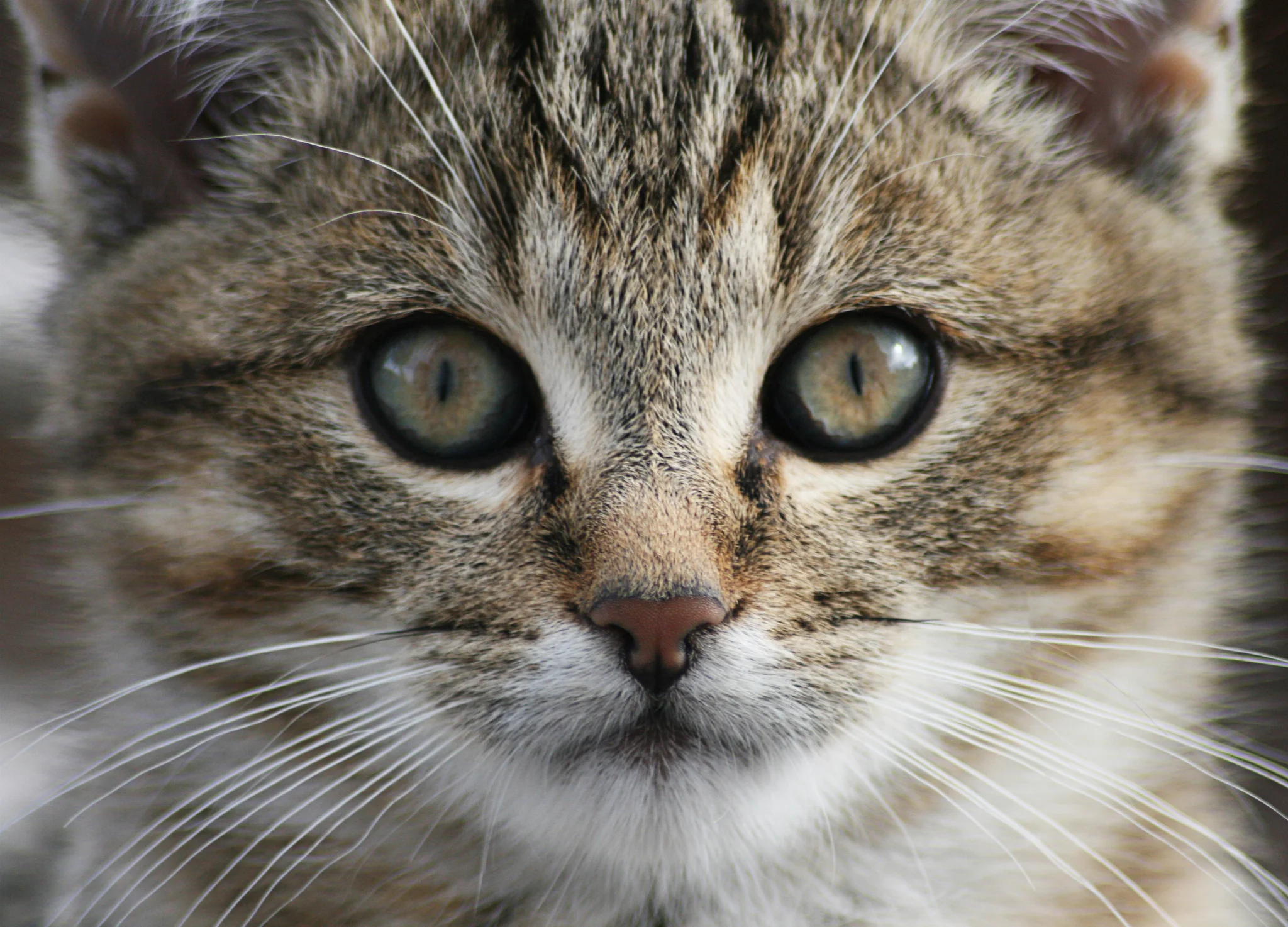 Grüne Augen-Tigerkatze