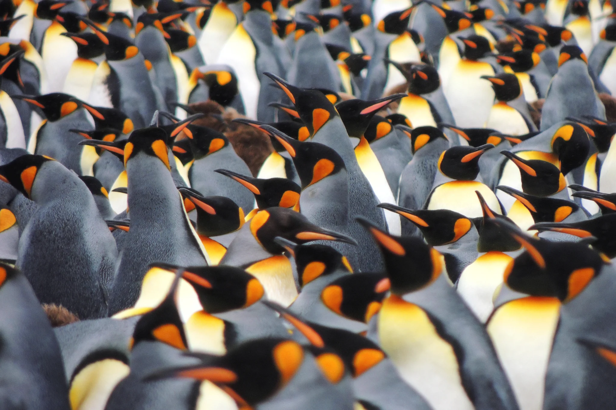 King penguin colony on South Georgia Island