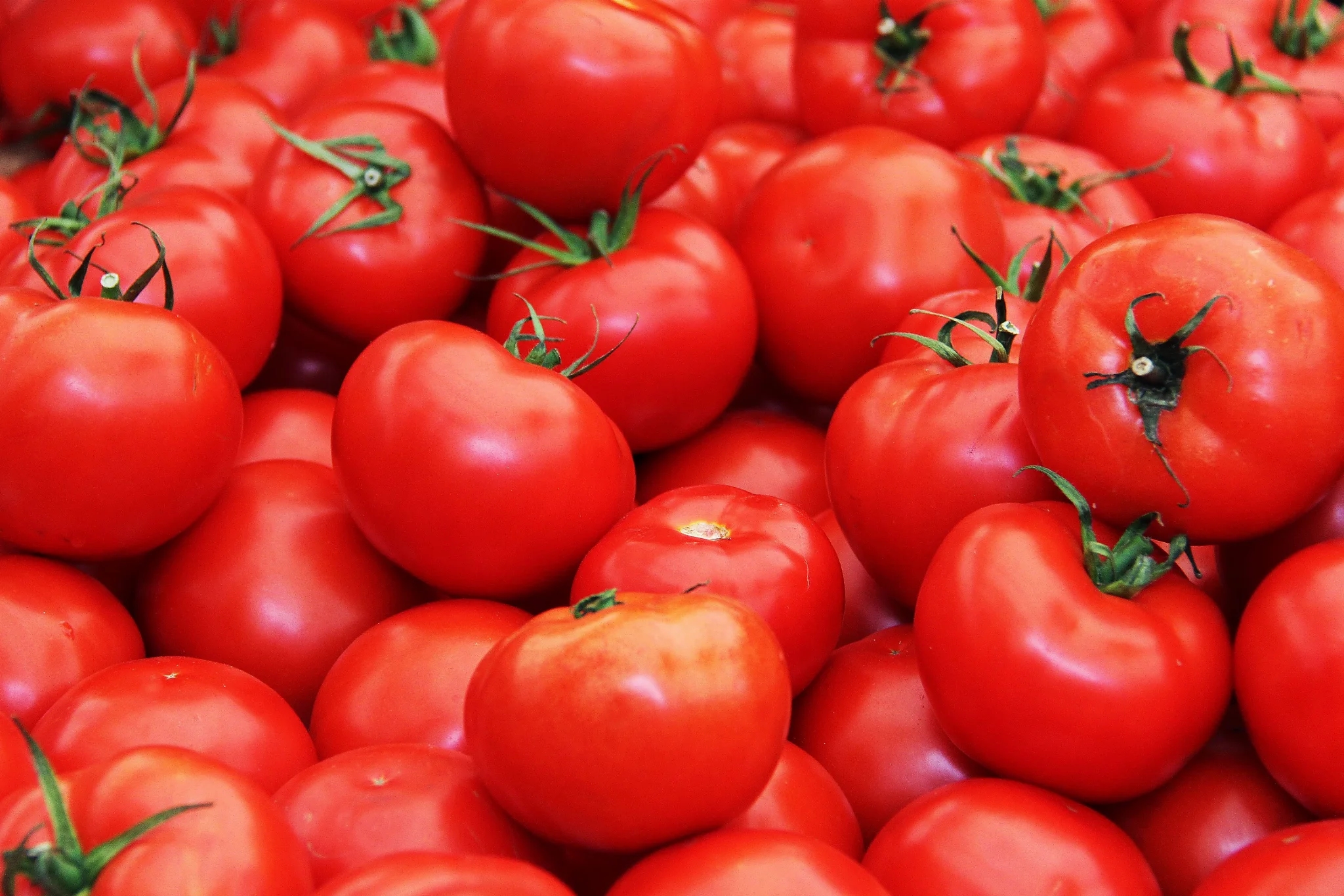 Harvest of Fresh Tomatoes