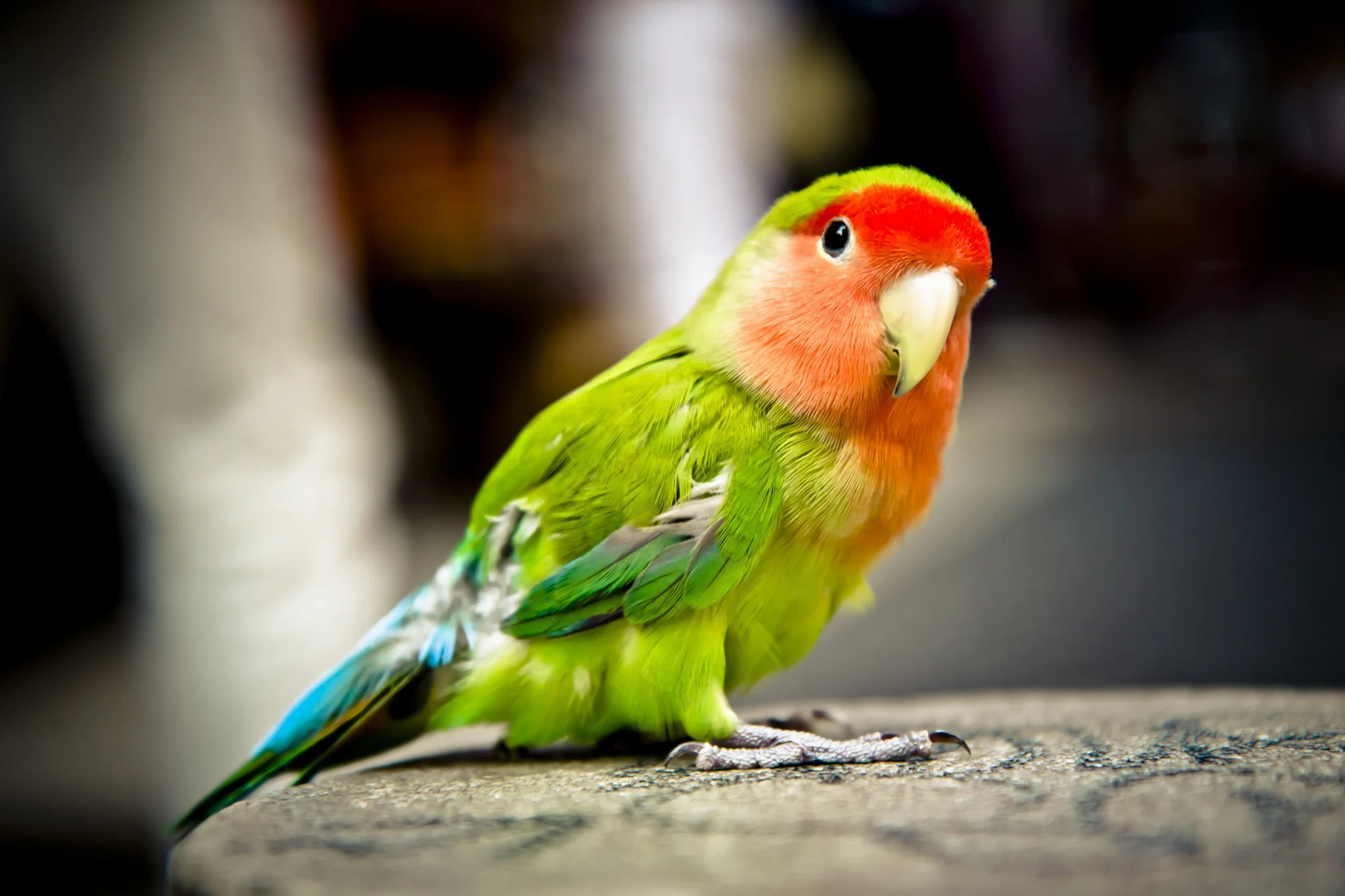 Green-feathered, pink-faced peach-faced lovebird