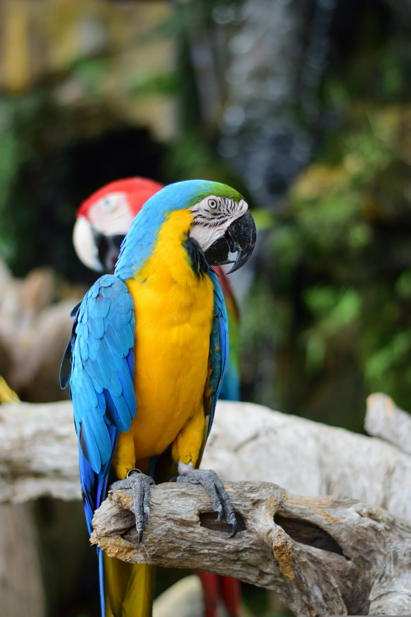 Blue-and-yellow macaw
