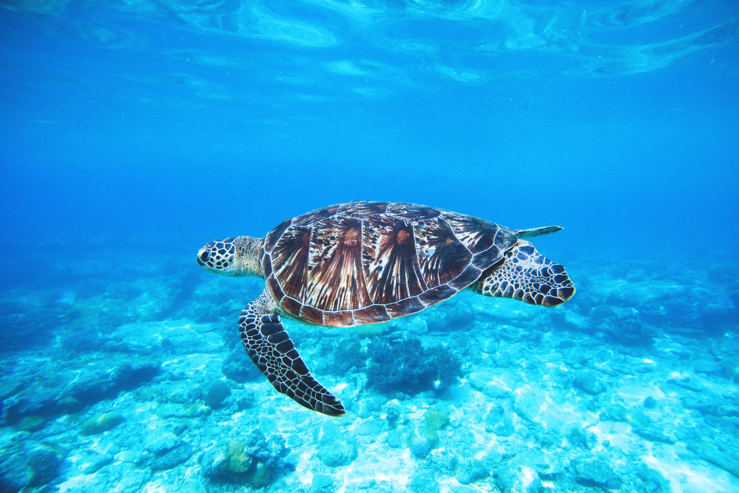 The Blue World of the Green Sea Turtle