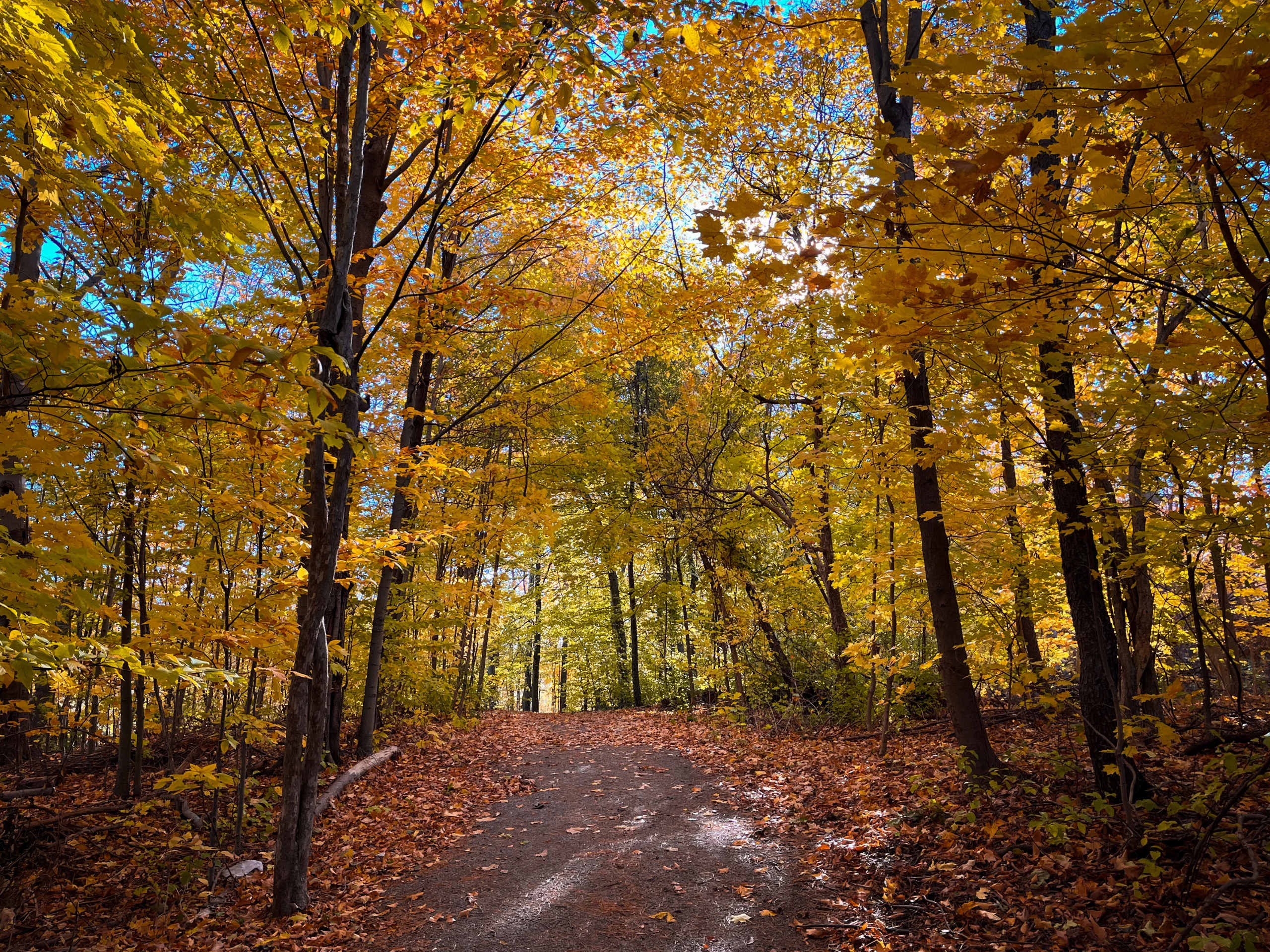 Autumn Colors