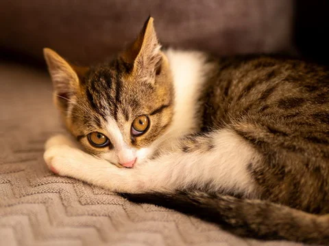 Gato manchado
