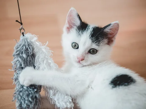 Cute gato preto e branco