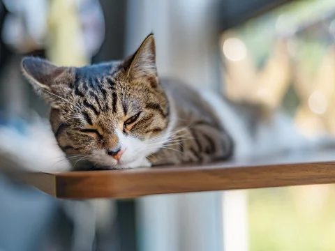 Gato dormindo à tarde