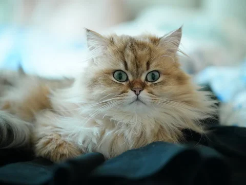 Gato com olhos verdes e pelagem longa