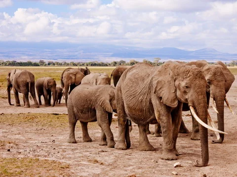 Amboseli National Park Elephant Herd in Kenya
