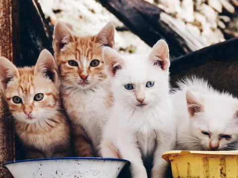 Cute Cat Quartet: Afternoon Cuddles of the Orange-and-White Kitten
