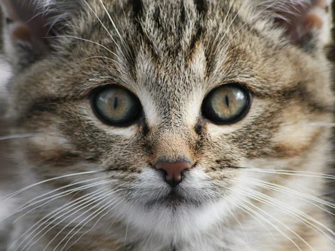 Green-eyed tabby cat
