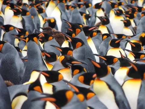 King penguin colony on South Georgia Island