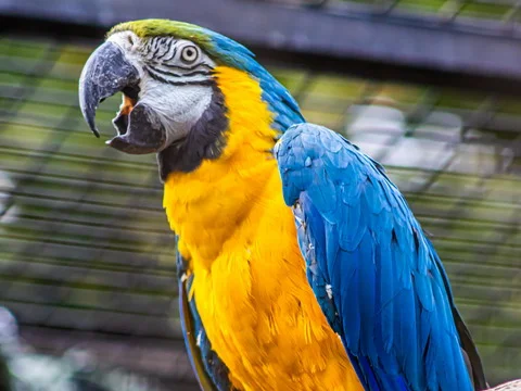 Blue-and-yellow macaw