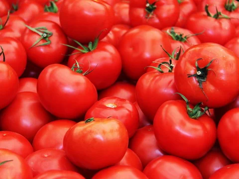 Harvest of Fresh Tomatoes