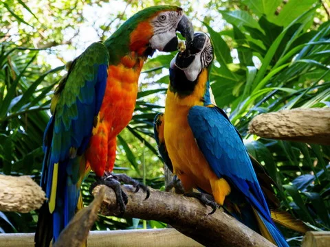 Red-and-green Macaw and Blue-and-yellow Macaw
