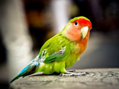 Green-feathered, pink-faced peach-faced lovebird