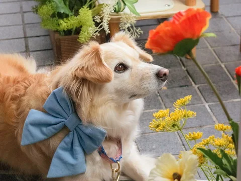Mixed breed dog wearing denim blue tie