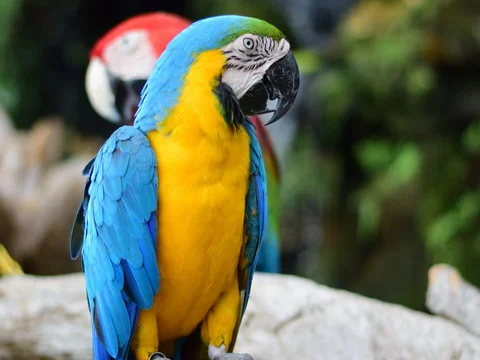 Blue-and-yellow macaw
