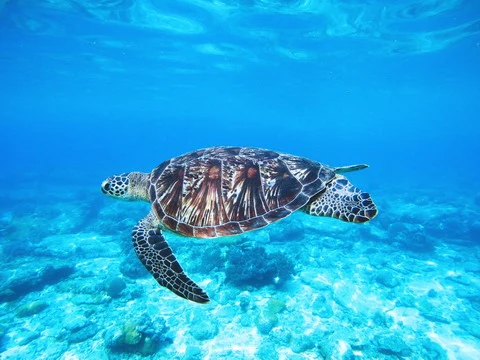 The Blue World of the Green Sea Turtle
